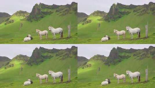 马站在冰岛的绿地上高清在线视频素材下载