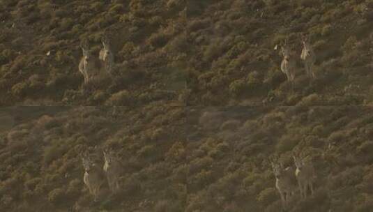 站在悬崖边上的两头野马航拍高清在线视频素材下载