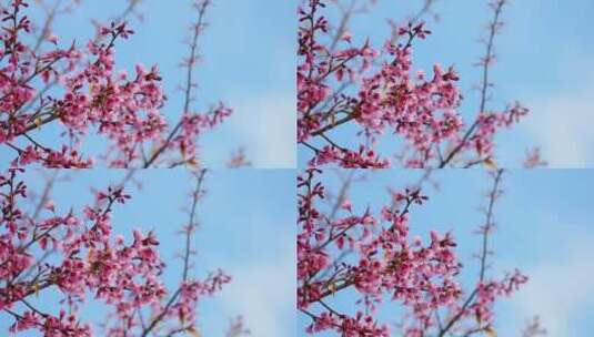春天的花朵特写高清在线视频素材下载