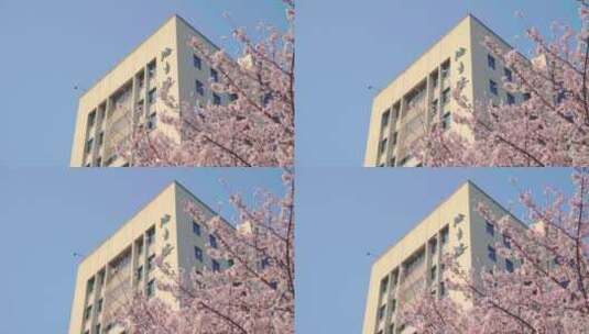 武汉理工大学德生楼春天的樱花高清在线视频素材下载