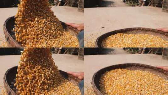 玉米丰收农民展示玉米收获的喜悦秋收三农高清在线视频素材下载