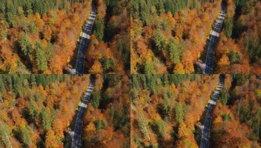 秋天森林之间的空路高清在线视频素材下载