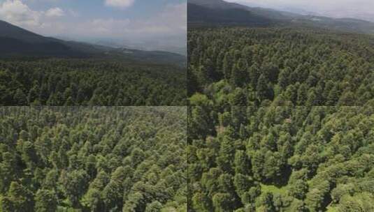 树 树木 森林 树林 漂亮 绿色高清在线视频素材下载