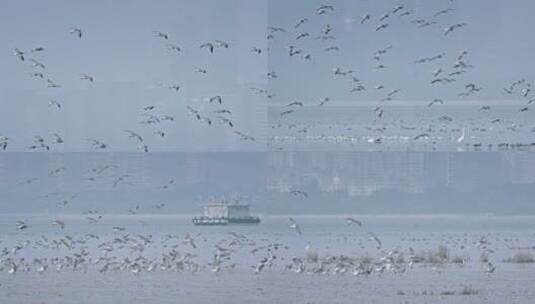 深圳湾鸟类栖息地自然风光视频高清在线视频素材下载