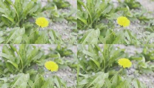 蒲公英花朵植物特写高清在线视频素材下载