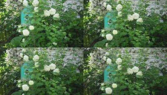 绣球花开花盛开高清在线视频素材下载