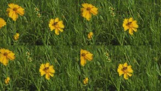 蜜蜂在大片黄色的非洲菊花上面采蜜高清在线视频素材下载
