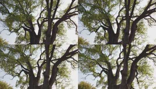 千年老樟树环绕拍摄高清在线视频素材下载