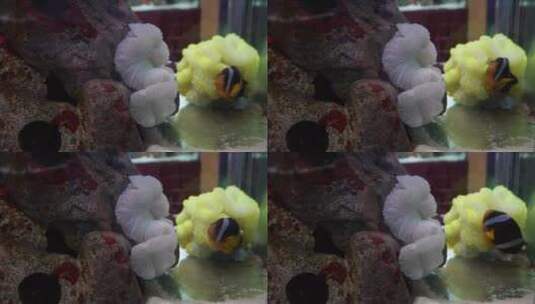 【镜头合集】躲在海葵里繁殖的小丑鱼高清在线视频素材下载