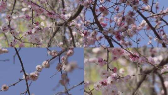 【镜头合集】北京植物园桃花梅花樱花粉色高清在线视频素材下载