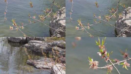 【镜头合集】旅游湖水湖边植物游客游览高清在线视频素材下载