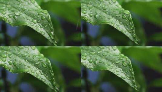 绵绵春雨中腊梅树嫩叶上水珠水滴唯美视频高清在线视频素材下载