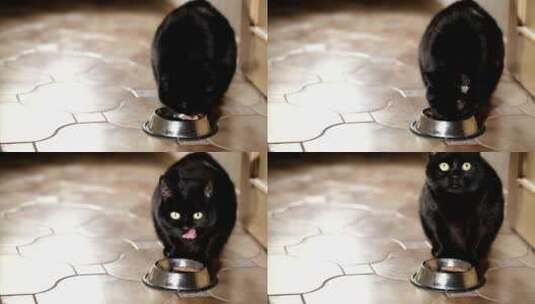 猫从碗里吃东西高清在线视频素材下载