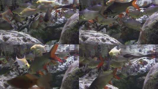 在岩石间游动的鲤鱼高清在线视频素材下载
