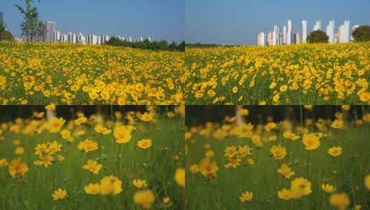 【原创】春天草地上的金鸡菊唯美小清新素材高清在线视频素材下载