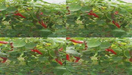 红辣椒食材调味品4K实拍视频 (27)高清在线视频素材下载