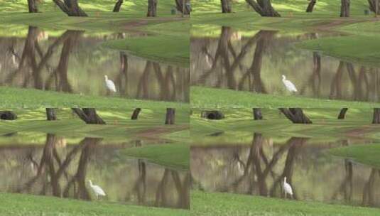 水塘边行走的白鸟高清在线视频素材下载