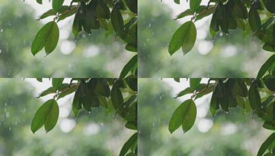 下暴雨中的桂花树叶片高清在线视频素材下载