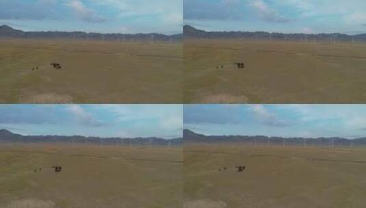 新疆草原上奔驰的骏马远处风力发电机组高清在线视频素材下载