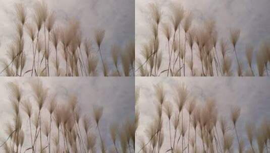 秋天唯美的茅草芦苇 芦苇荡高清在线视频素材下载