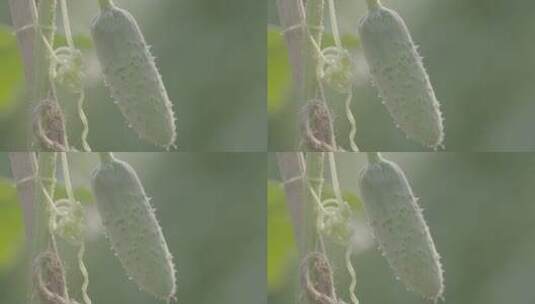 黄瓜种植LOG高清在线视频素材下载