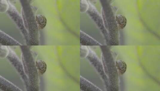 茄子茎干上的瓢虫微距LOG高清在线视频素材下载