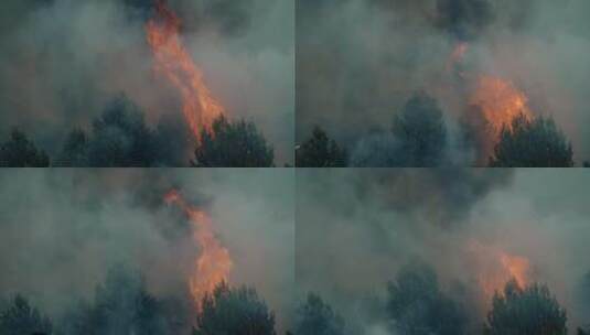 特写森林野火燃烧松树高清在线视频素材下载