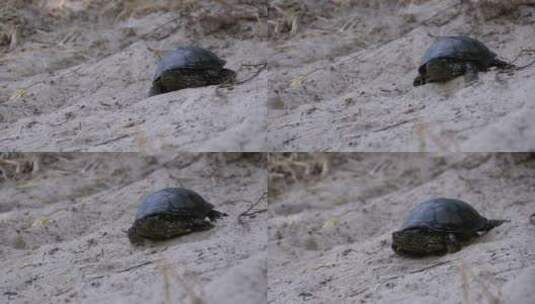 海龟在沙滩上的沙滩上爬行高清在线视频素材下载