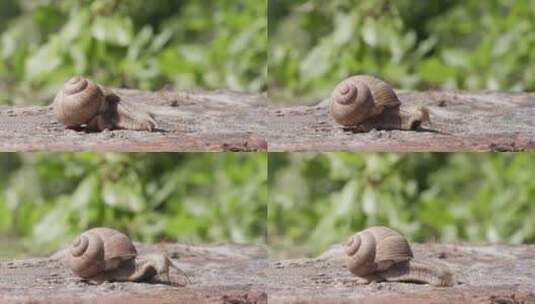 蜗牛在石头上蠕动高清在线视频素材下载