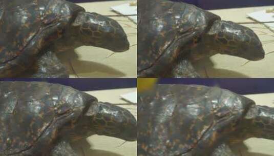海龟陆龟乌龟玳瑁甲壳爬行动物标高清在线视频素材下载