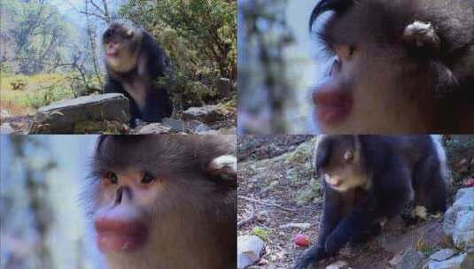 滇金丝猴首领5高清在线视频素材下载