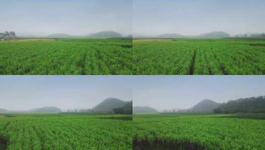甘蔗种植基地10高清在线视频素材下载