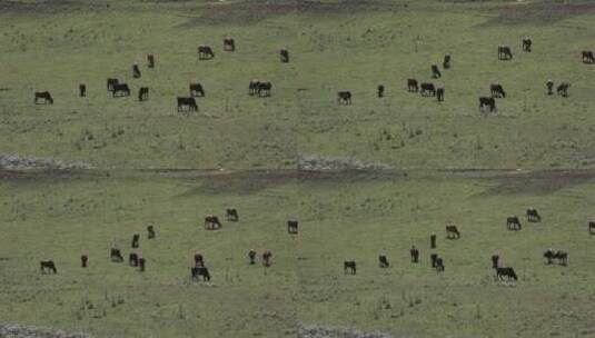 山间吃草的牛高清在线视频素材下载