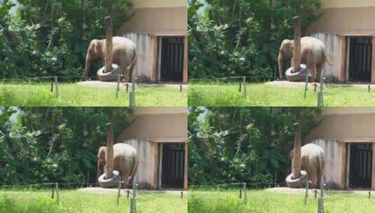 活动的大象实拍高清在线视频素材下载