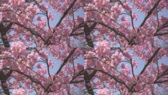 粉色樱花树特写高清在线视频素材下载
