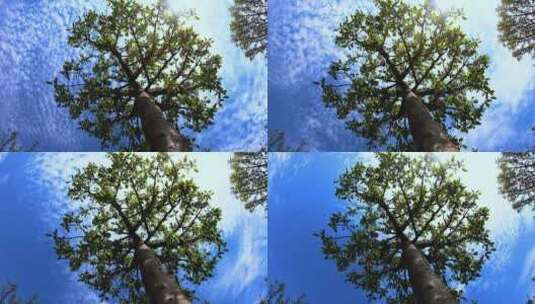 蓝天白云穿越大树上空高清在线视频素材下载