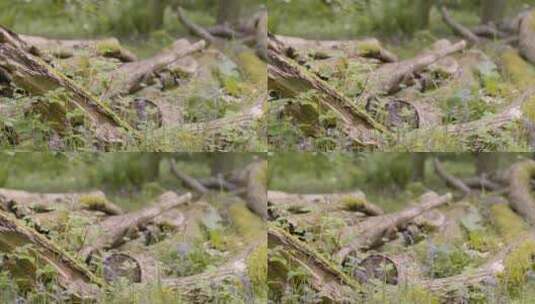森林野花特写镜头高清在线视频素材下载