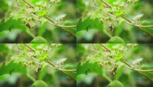 蜜蜂野花上采蜜微距特写飞舞慢镜头高清在线视频素材下载