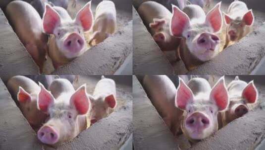 猪-养猪厂高清在线视频素材下载