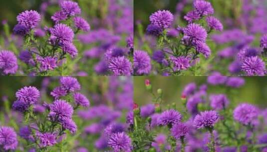紫色菊花实拍高清在线视频素材下载