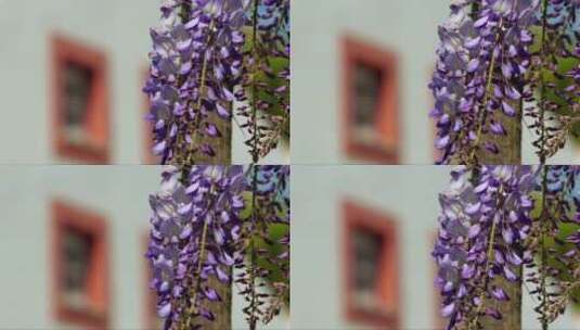 美丽的紫藤花高清在线视频素材下载