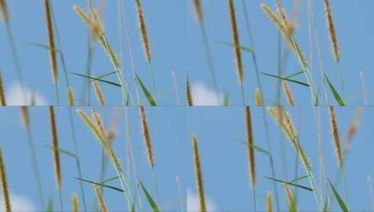 高高的青草映衬着夏日的天空高清在线视频素材下载