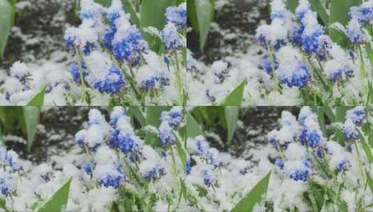 蓝花被雪覆盖高清在线视频素材下载