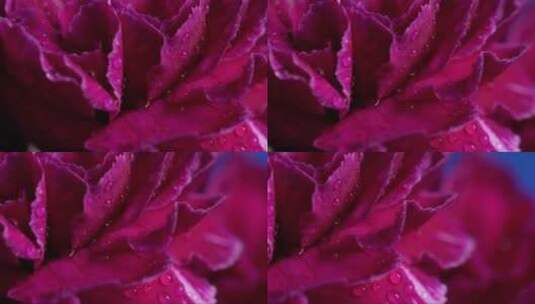 深红色花朵上的水珠特写高清在线视频素材下载