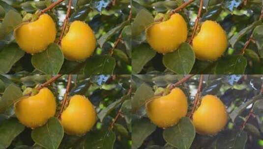 枝头金黄的柿子高清在线视频素材下载