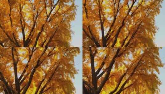 金黄色的银杏树高清在线视频素材下载