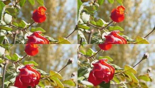 红玫瑰 月季 花苞 阳光灿烂 风中摆动高清在线视频素材下载