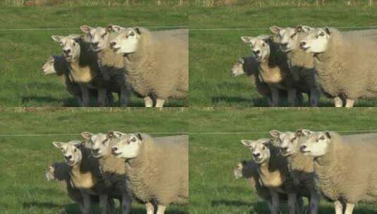 草原大肥羊吃草高清在线视频素材下载