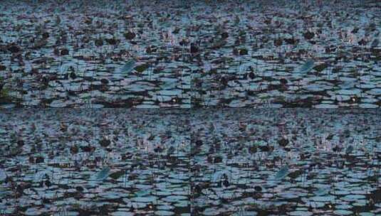 荷塘水面的干枯荷叶的平移镜头高清在线视频素材下载