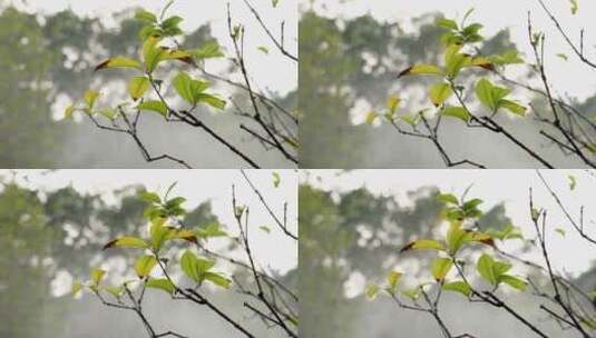 春天雨中的树枝叶子高清在线视频素材下载